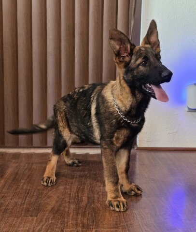 zauberberg puppy
