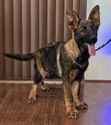 GSD Puppy
