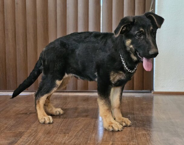 Elfrida German Shepherd