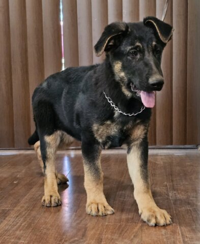 zauberberg german shepherd