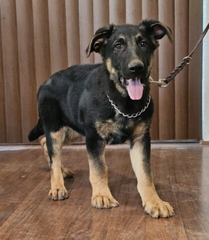 Zauberberg German Shepherd dog