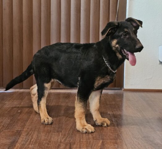 Rocker German Shepherd