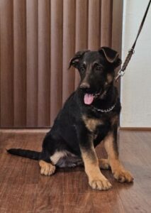 Purebred German Shepherd