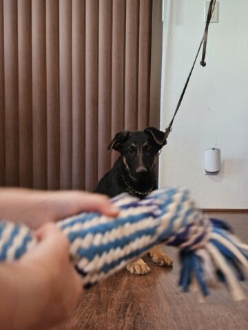 Shepherd puppy and toy