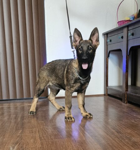 Shepherd puppy