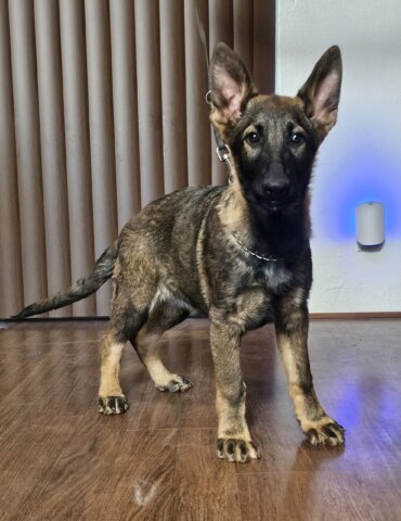 Arizona Shepherd