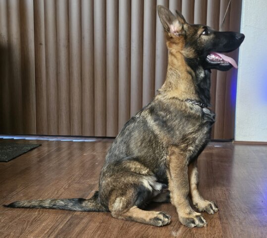 Sable Male Shepherd