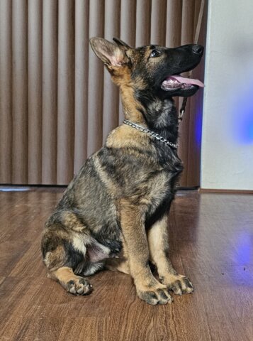 Tucson German Shepherd