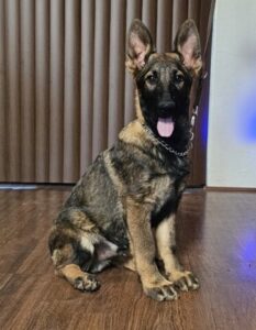 German Shepherd puppy for sale