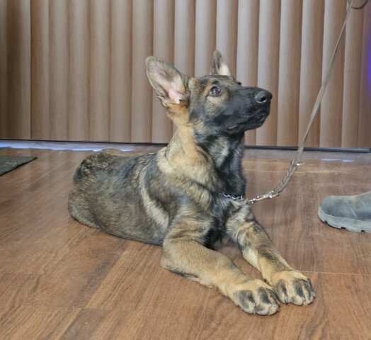 German Shepherd Arizona