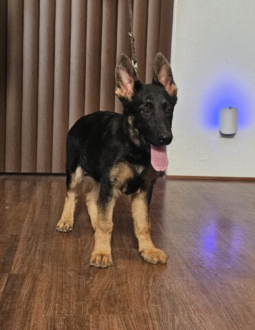 German Shepherd in Arizona