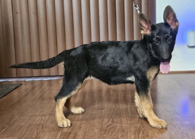 Female German Shepherd