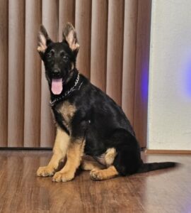 Shepherd puppy