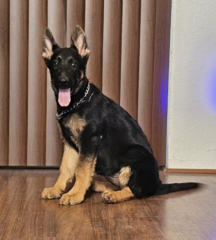 Shepherd puppy