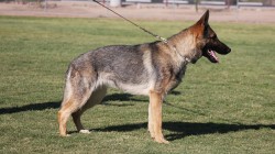 A german shepherd dog standing on top of grass.