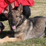 A german shepherd laying in the grass with its tongue hanging out.