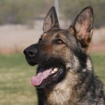 A german shepherd dog with its tongue hanging out.
