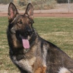 A german shepherd dog sitting in the grass.