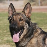 A german shepherd dog with its tongue hanging out.