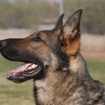 A german shepherd dog with its mouth open.