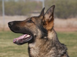 A german shepherd dog with its mouth open.