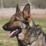 Trained German Shepherd Male For Sale