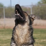 A dog with its mouth open and it's head up.