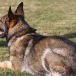 A dog laying in the grass with its mouth open.