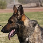 A german shepherd dog with its tongue hanging out.