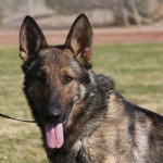 A german shepherd dog with its tongue hanging out.