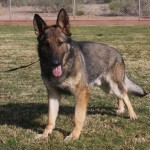 A german shepherd dog standing in the grass.