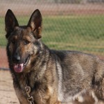 A german shepherd dog with its tongue hanging out.