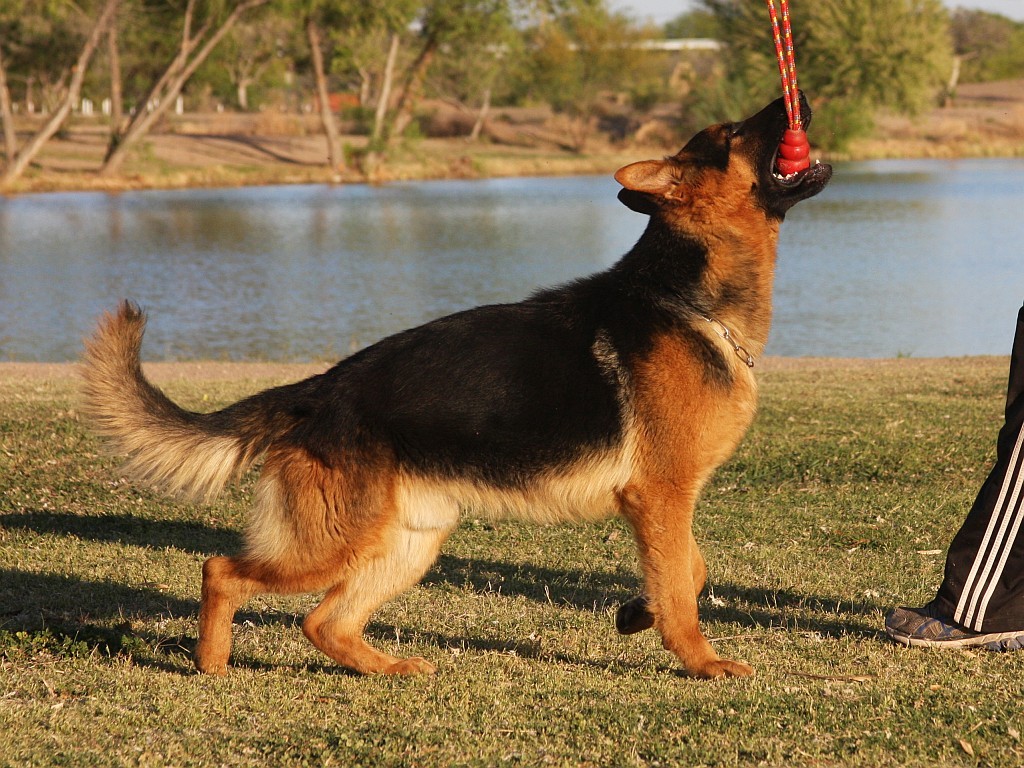 Black and Red German Shepherd Dog for sale - ZAUBERBERG!