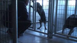 A dog in its cage looking at the person behind it.