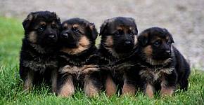Four German Shepherd puppies sitting on grass.