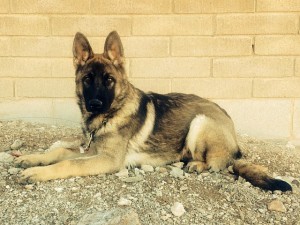 German Shepherd lying on rocky ground.