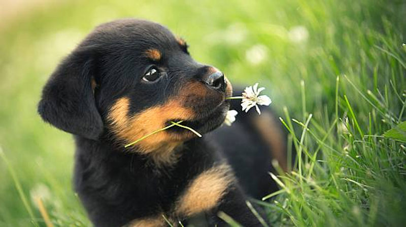 rottie puppies for sale near me