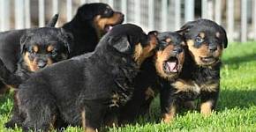 Rottweiler puppies playing on green grass.