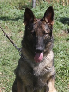 German Shepherd sitting on grassy field.