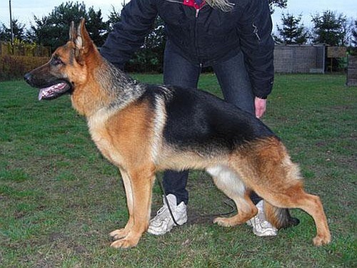 German Shepherd standing on grass with handler.