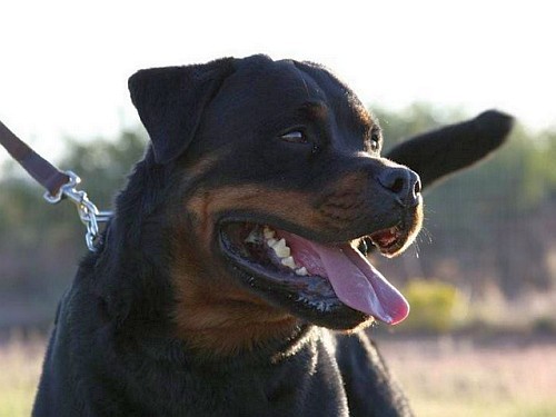 Smiling Rottweiler dog on a leash outdoors.