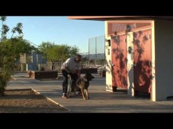 Protection Dog Training in Tucson Arizona