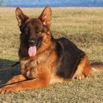 A german shepherd dog laying in the grass.