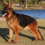 A german shepherd standing on top of a grass covered field.