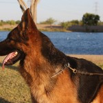 A german shepherd dog with its mouth open.