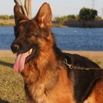 A german shepherd dog with its tongue hanging out.