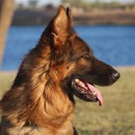 A german shepherd dog with its tongue hanging out.
