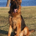 A german shepherd sitting in the grass by water.