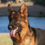 A german shepherd dog with its tongue hanging out.