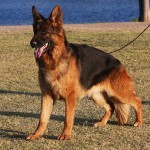 A german shepherd standing on top of grass.